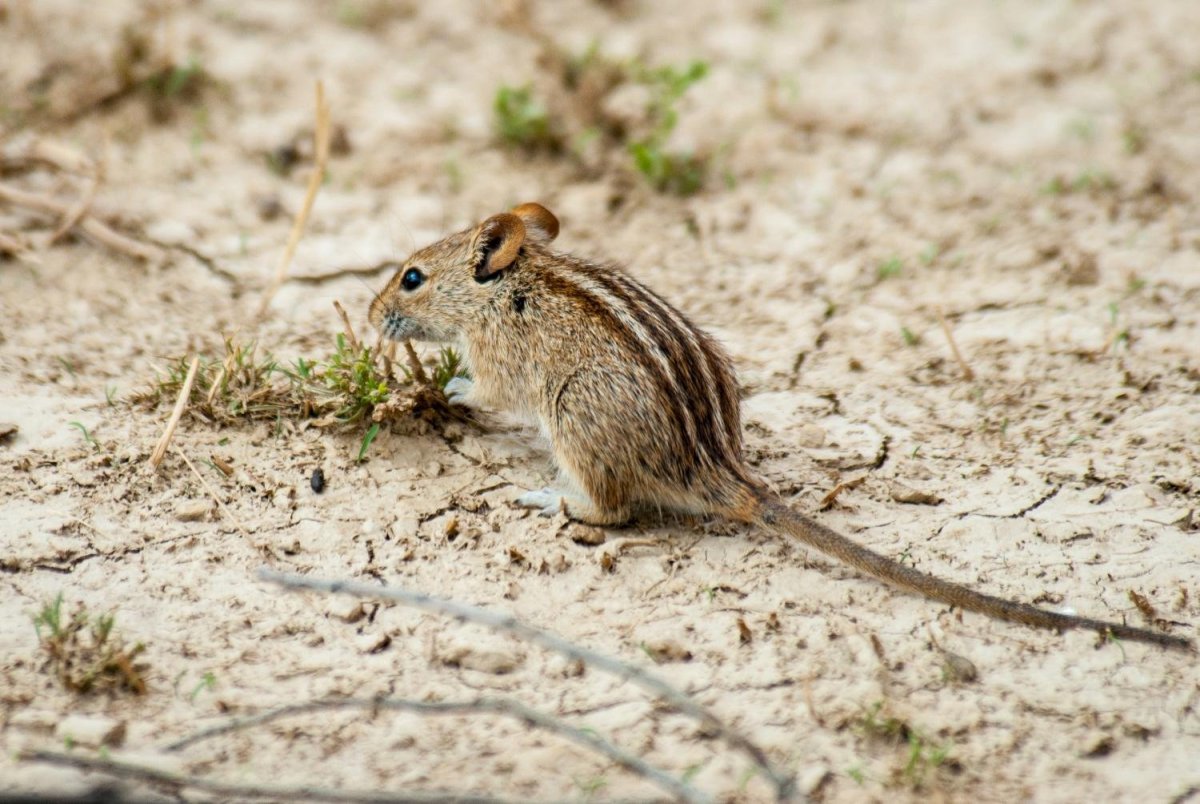 Мышь полевка полосатая