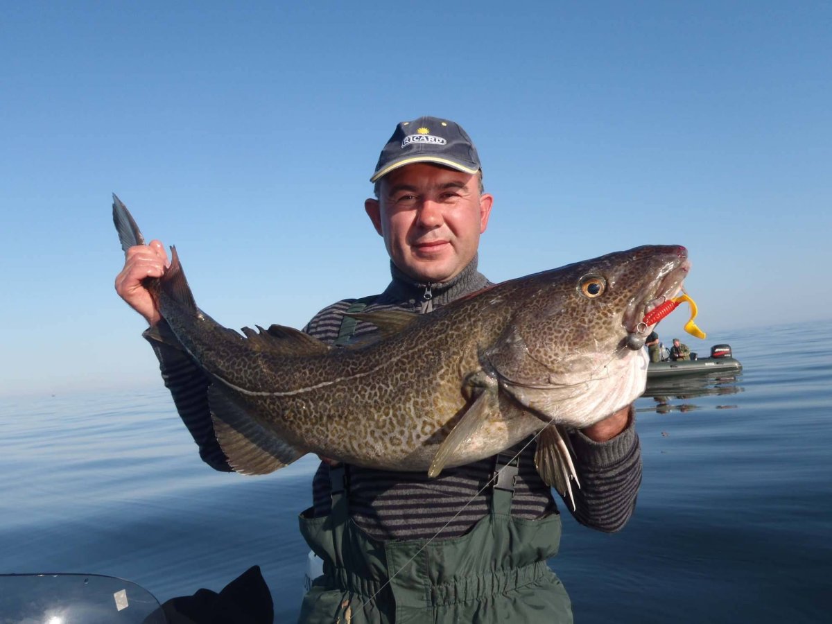 Лещ рыба младенцы