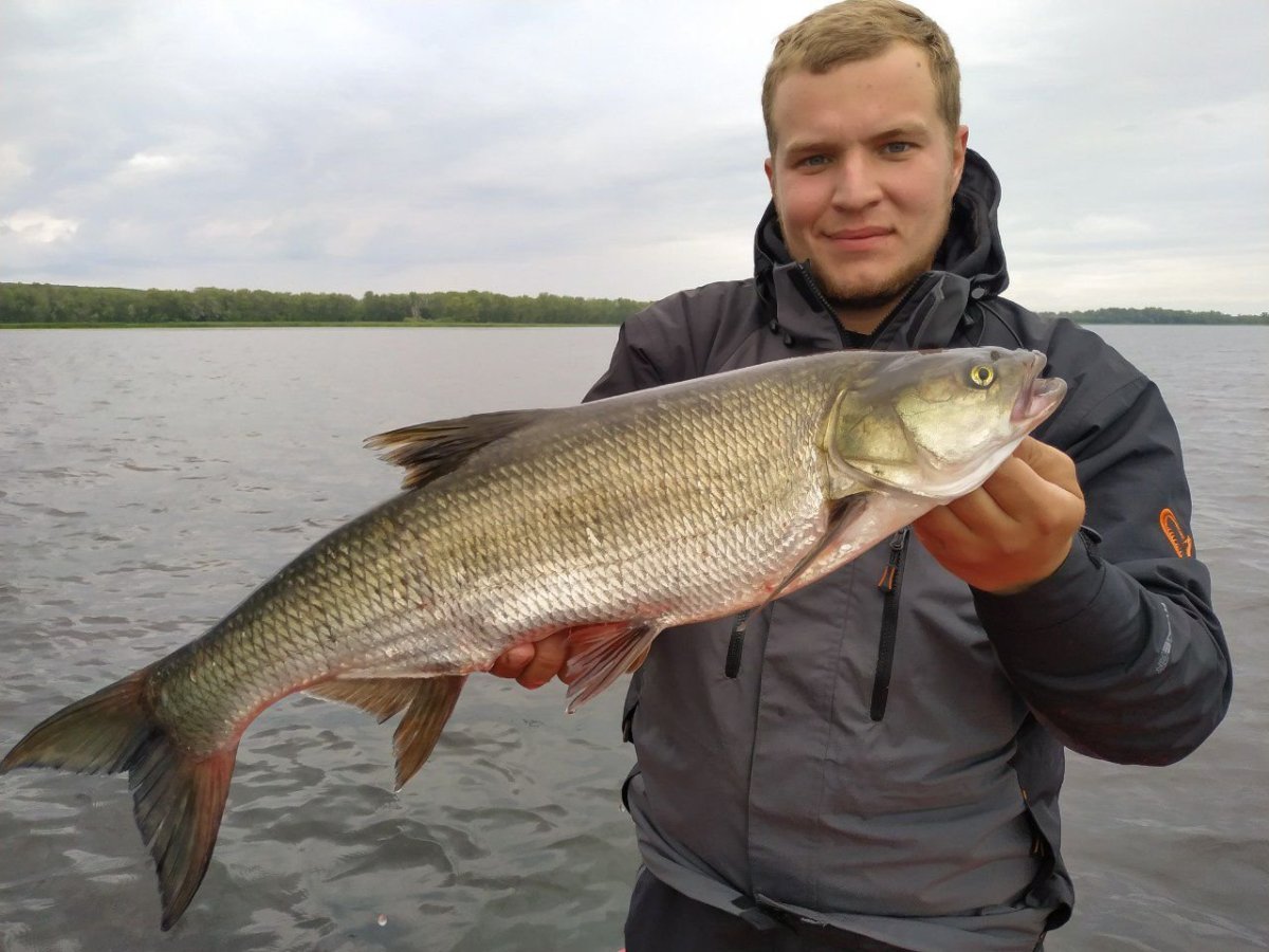 Рыба сазан под водой