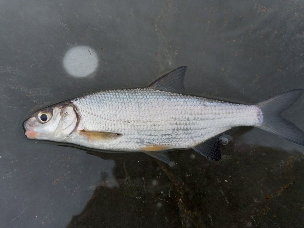 Рыба на деревянной доске
