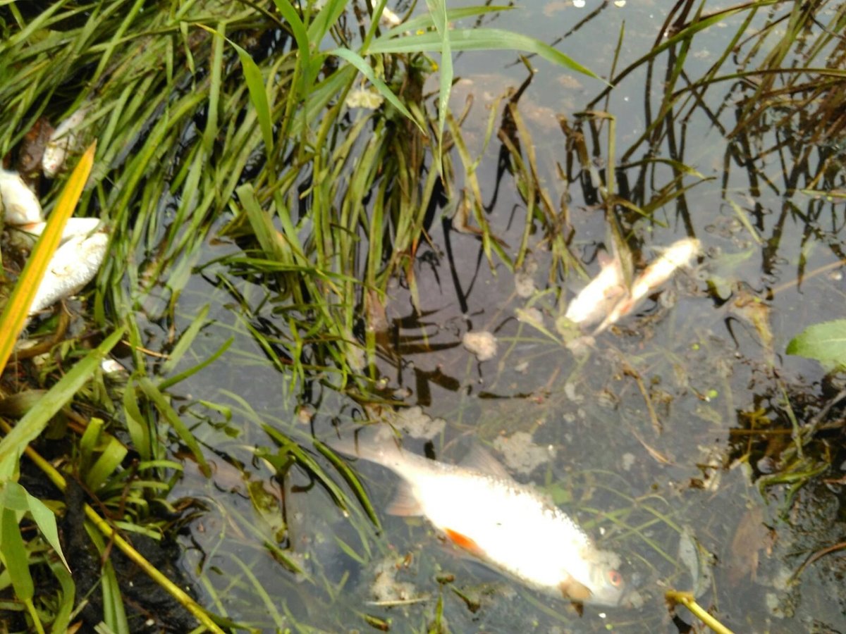 Рыбы в Немане