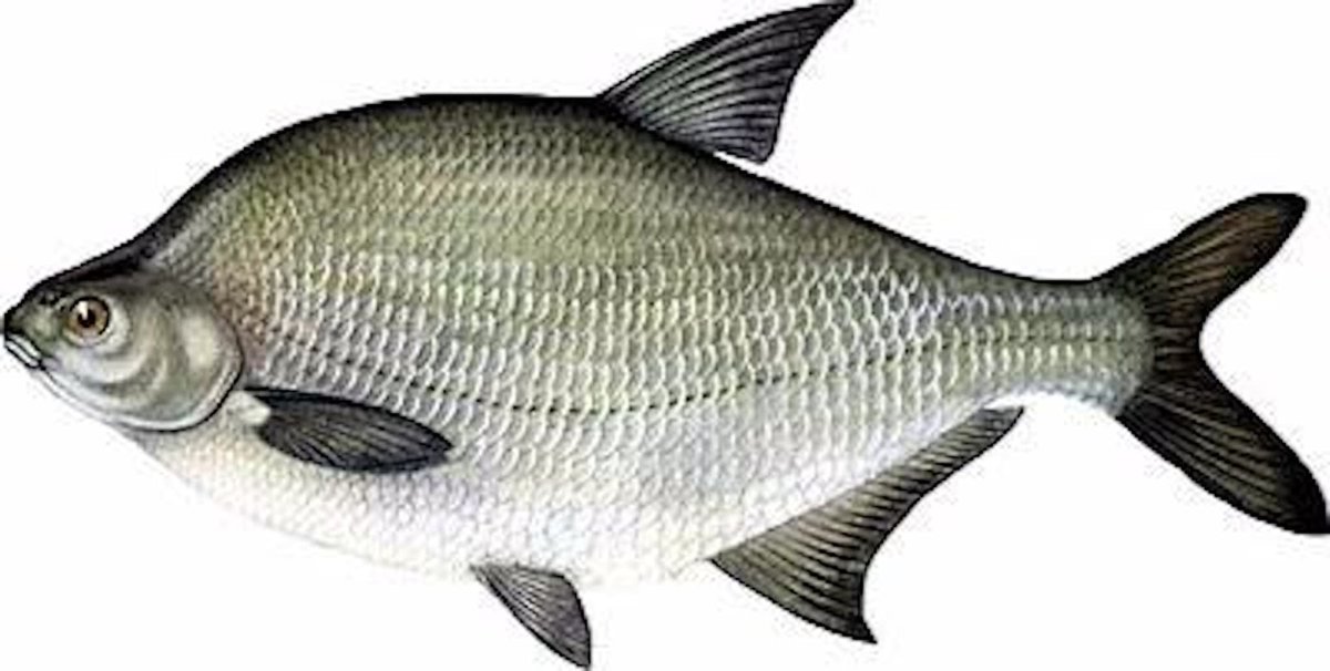 Брелок-пейджер Mongoose LS 9000d