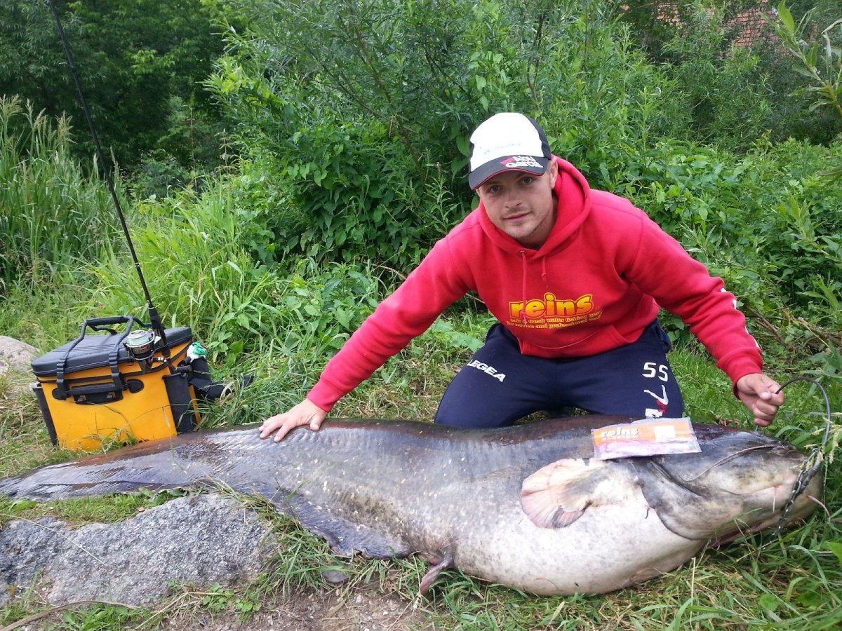 Сеумбрия сведемороженная