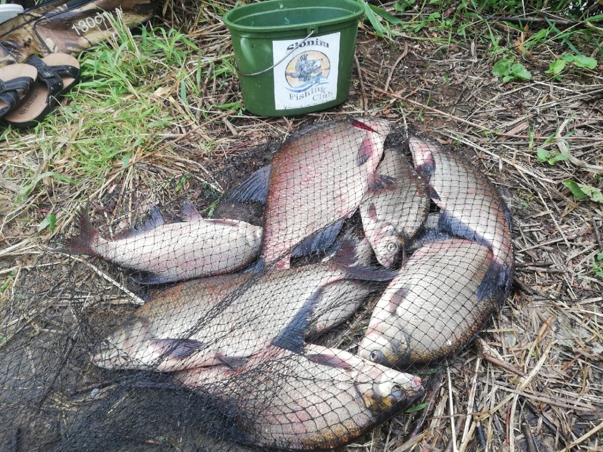 Ассеты рыбы для игр