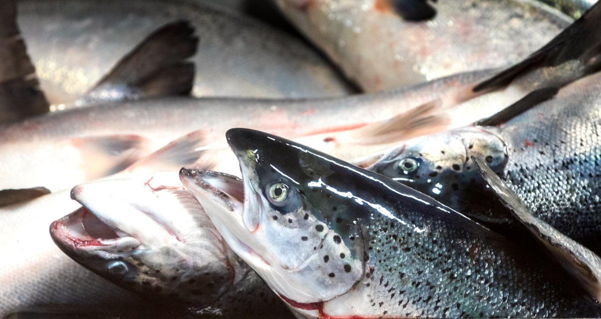 Прогноз клёва рыбы