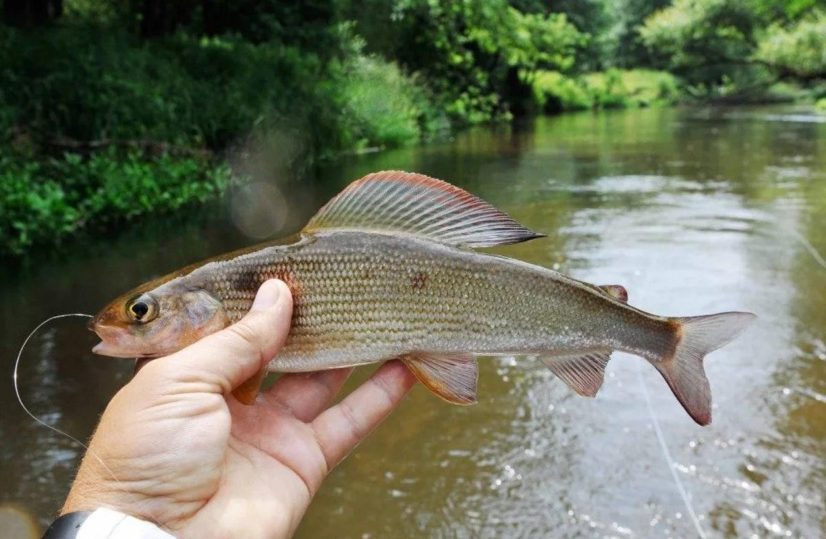 Сельдь Иваси пряного посола
