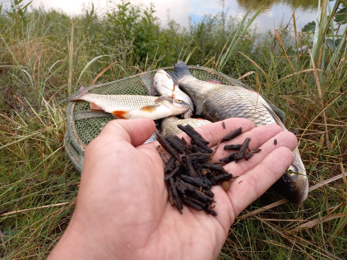 Рыбы мутанты из Чернобыля