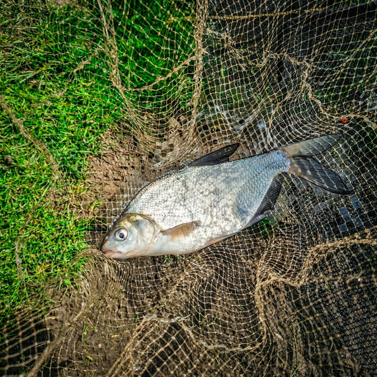 Замор рыбы в реке