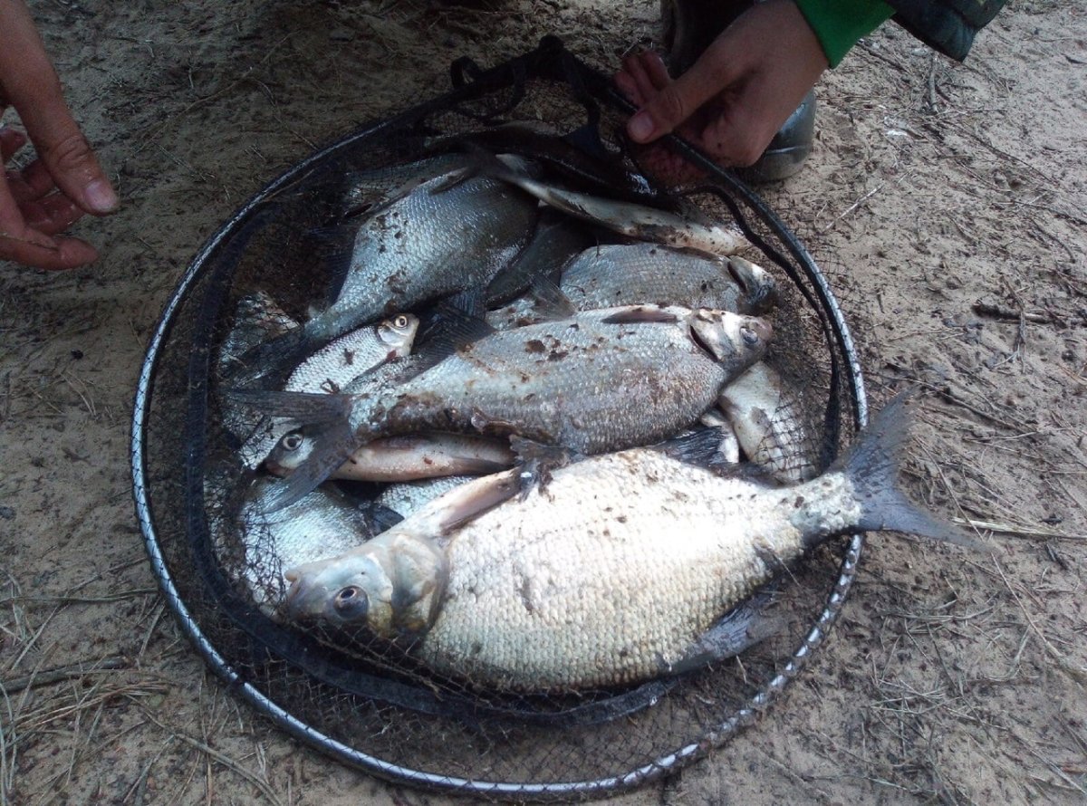 Фотообои рыбалка