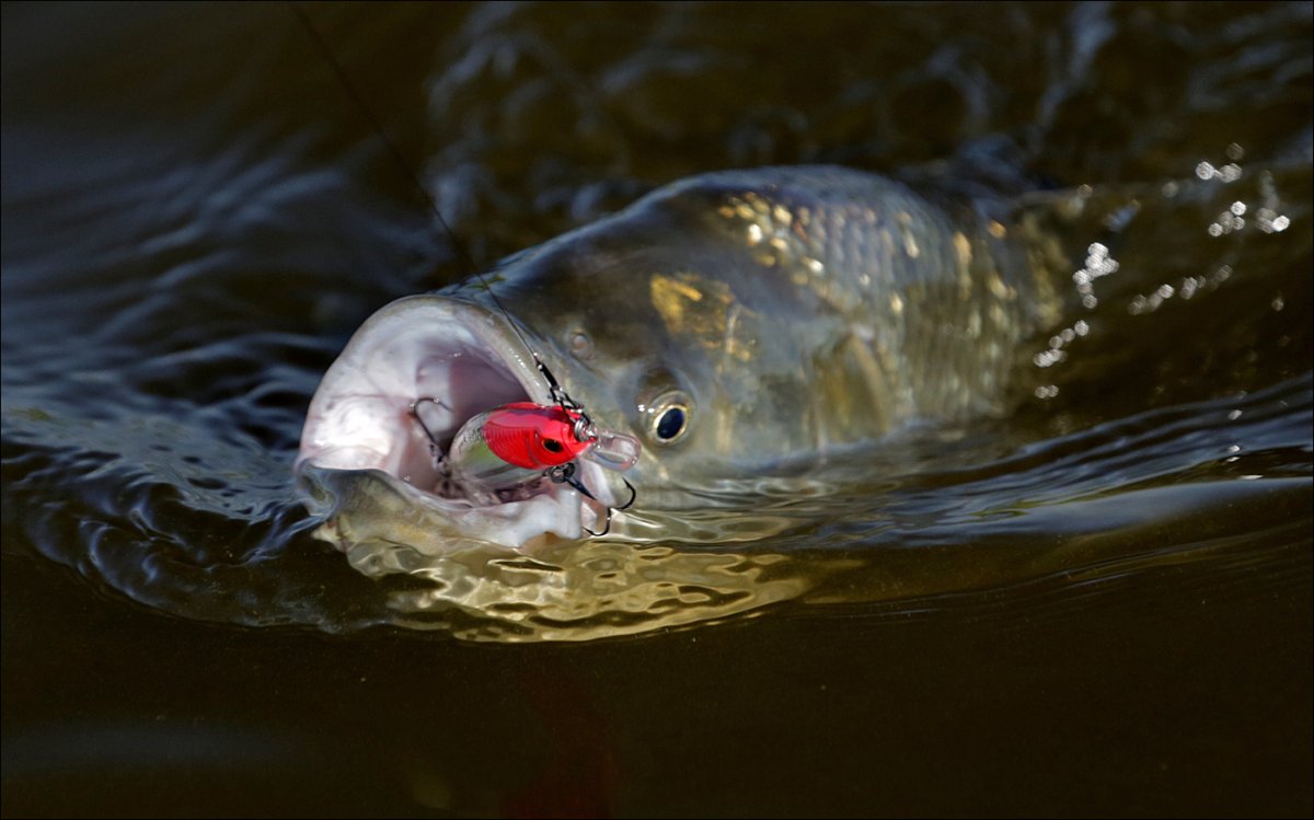 Рыбы в Немане