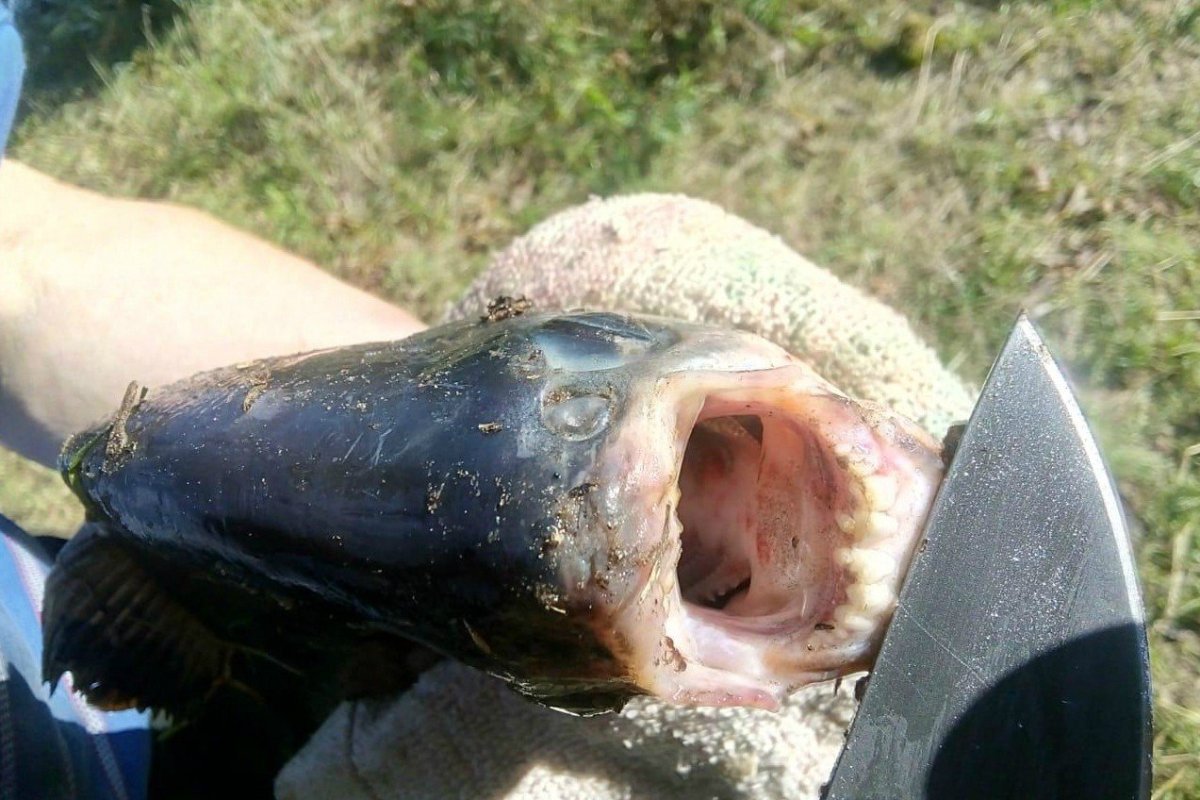 Пиранья в Северной Двине