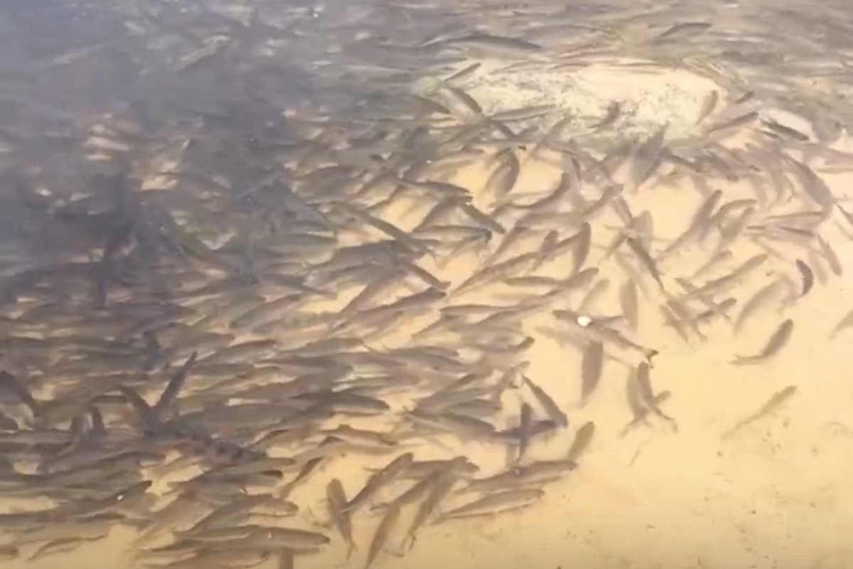 Европейский сом людоед