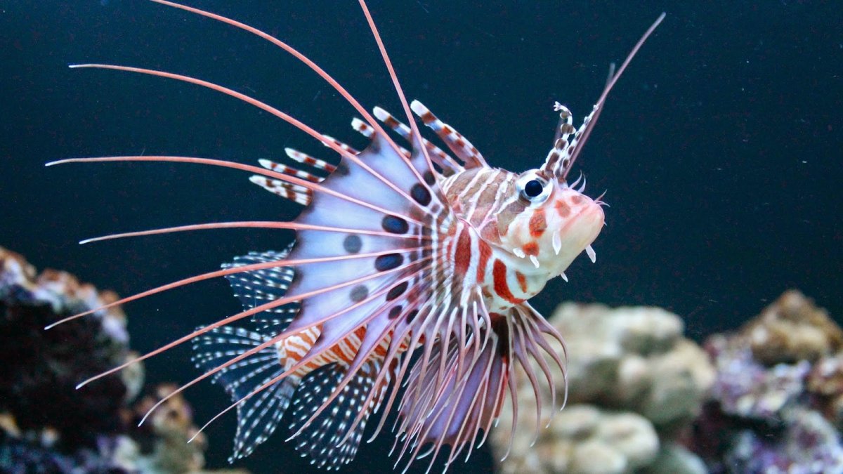Pterois antennata