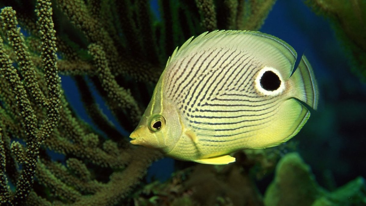 Обыкновенная длиннорылая рыба-бабочка