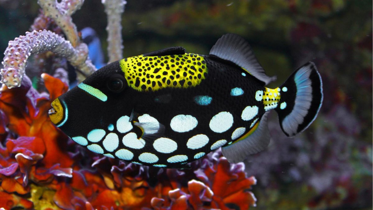 Balistoides conspicillum (спинорог-клоун)