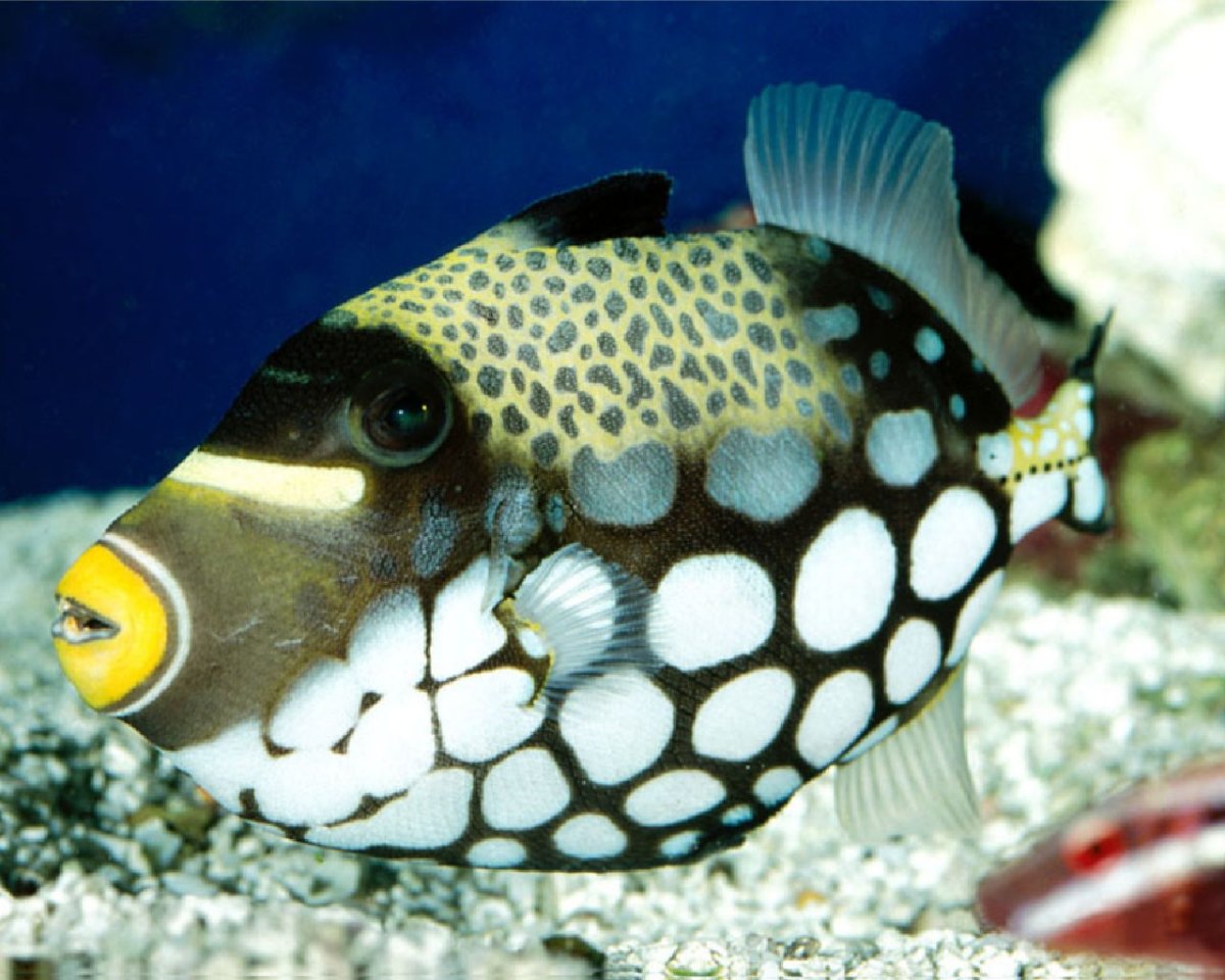 Морская рыба спинорог клоун