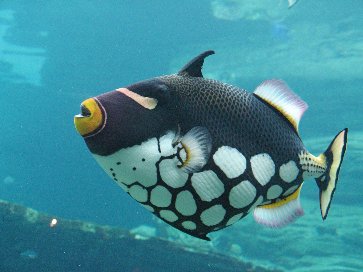 Спинорог клоун