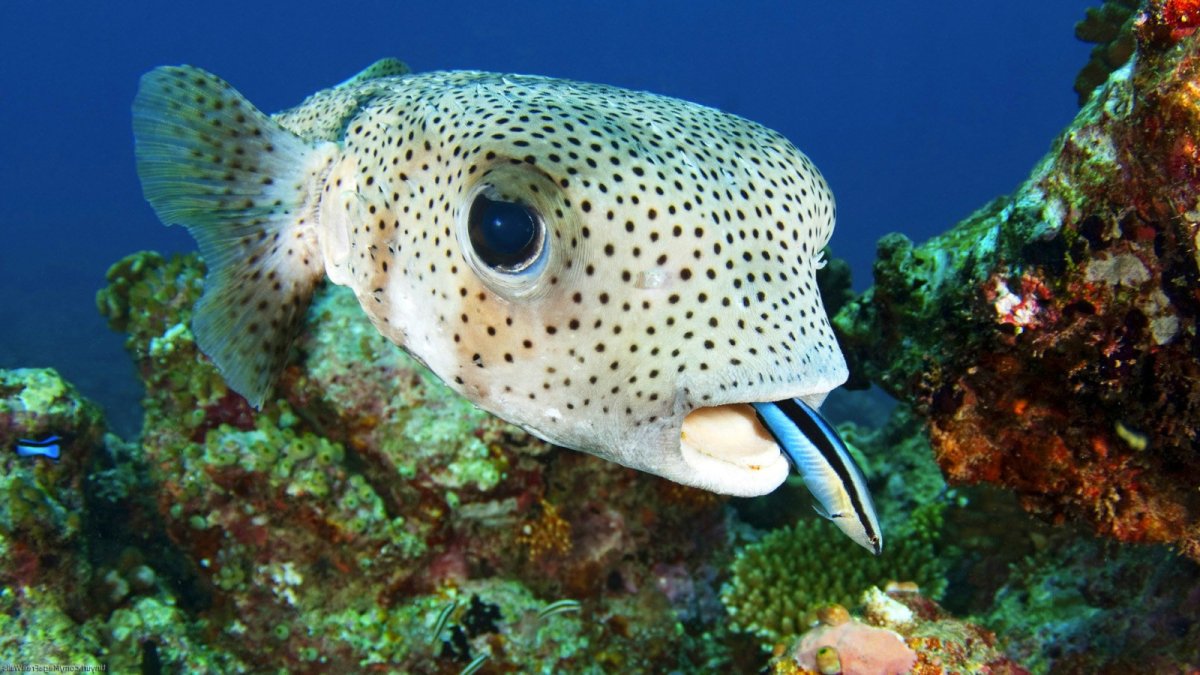 Гильбертидия рыба