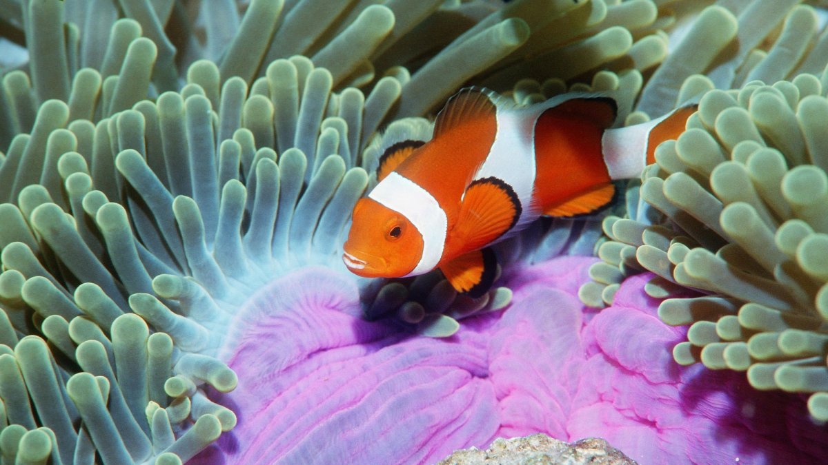 Рыба клоун амфиприон