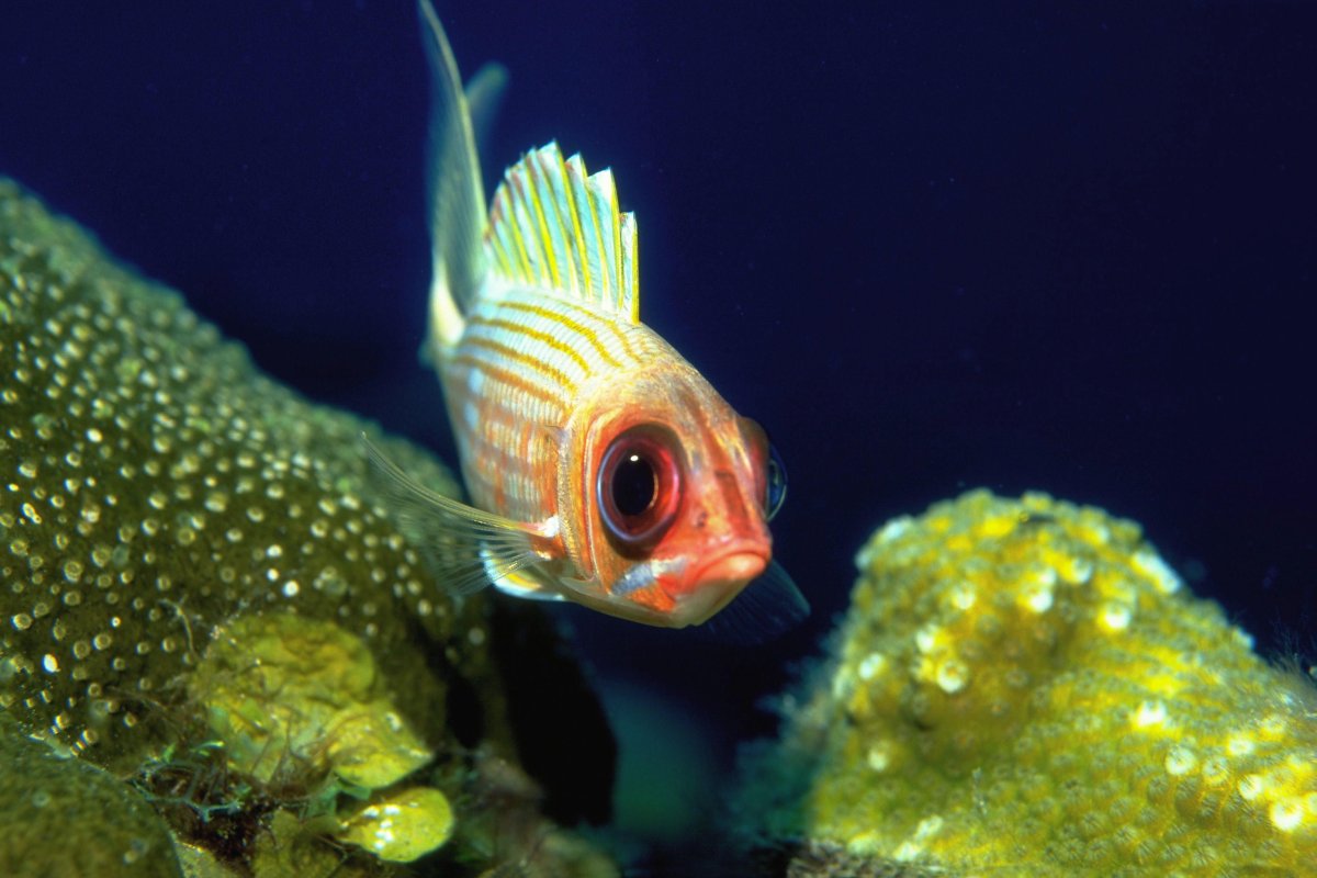 Маленькие морские рыбки