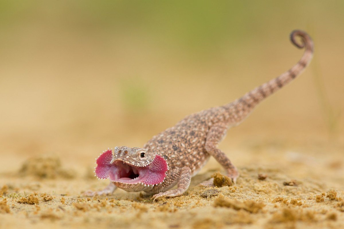 Геккон пустынный