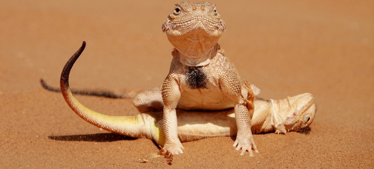 Агама круглоголовка