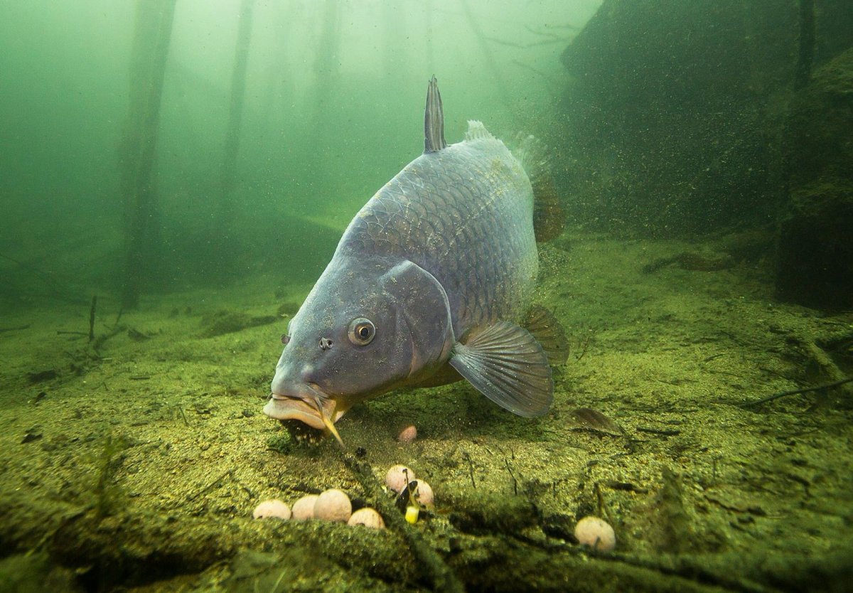 Карп в воде фото