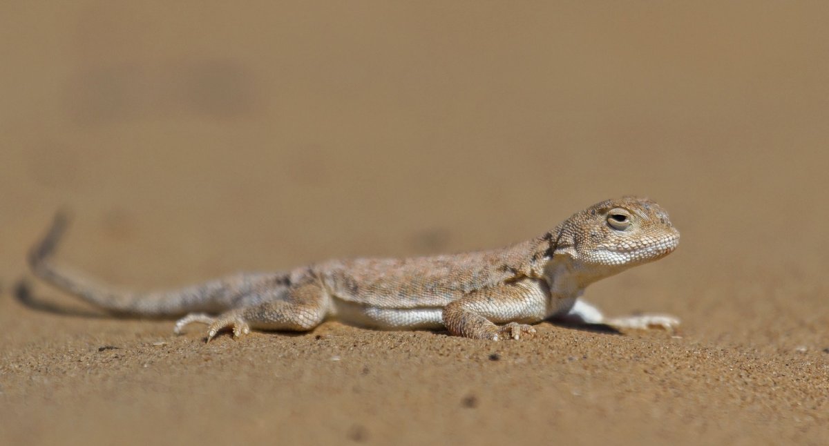 Мелкие ящерицы