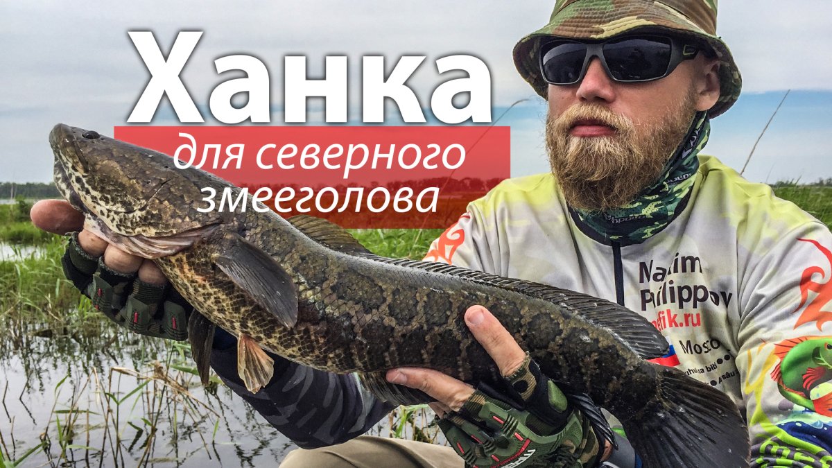 Змееголов ханка