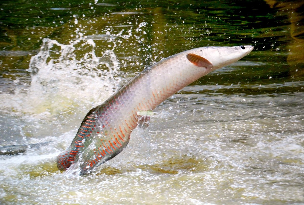 Флора и фауна дельты Волги