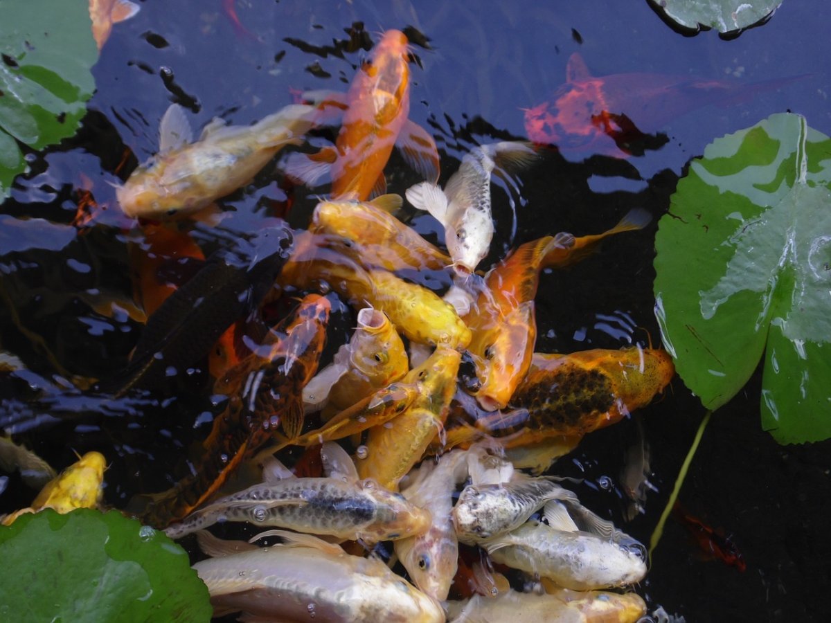 Прудовое рыбоводство карпы