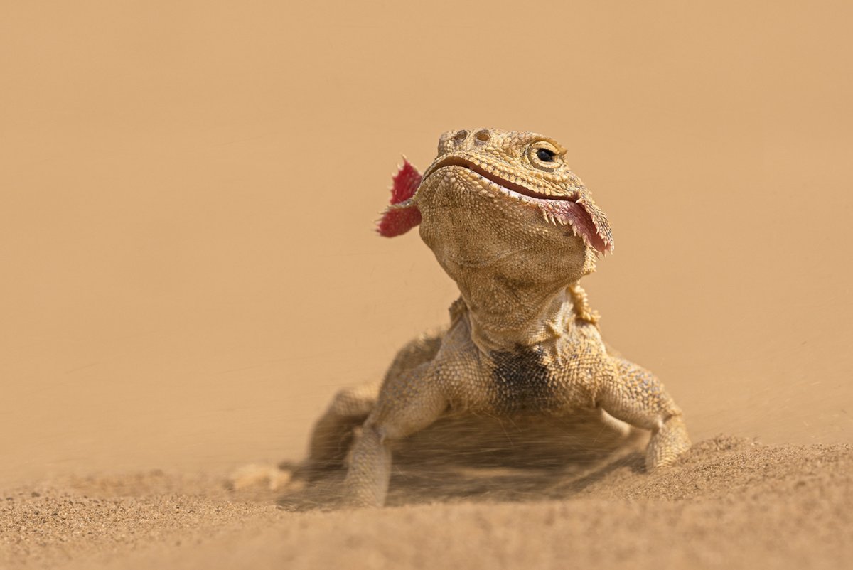 Гекконы ареал