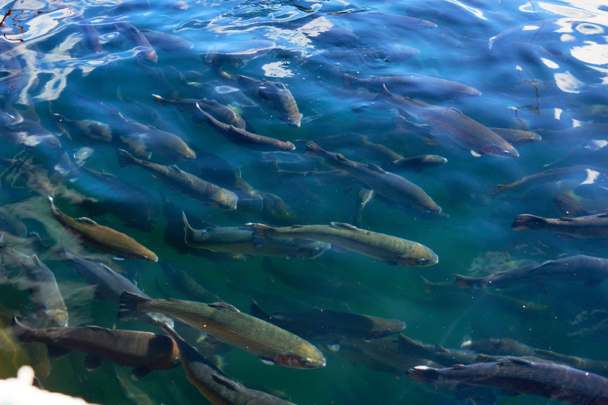 Допустимый размер рыбы разрешенный к вылову