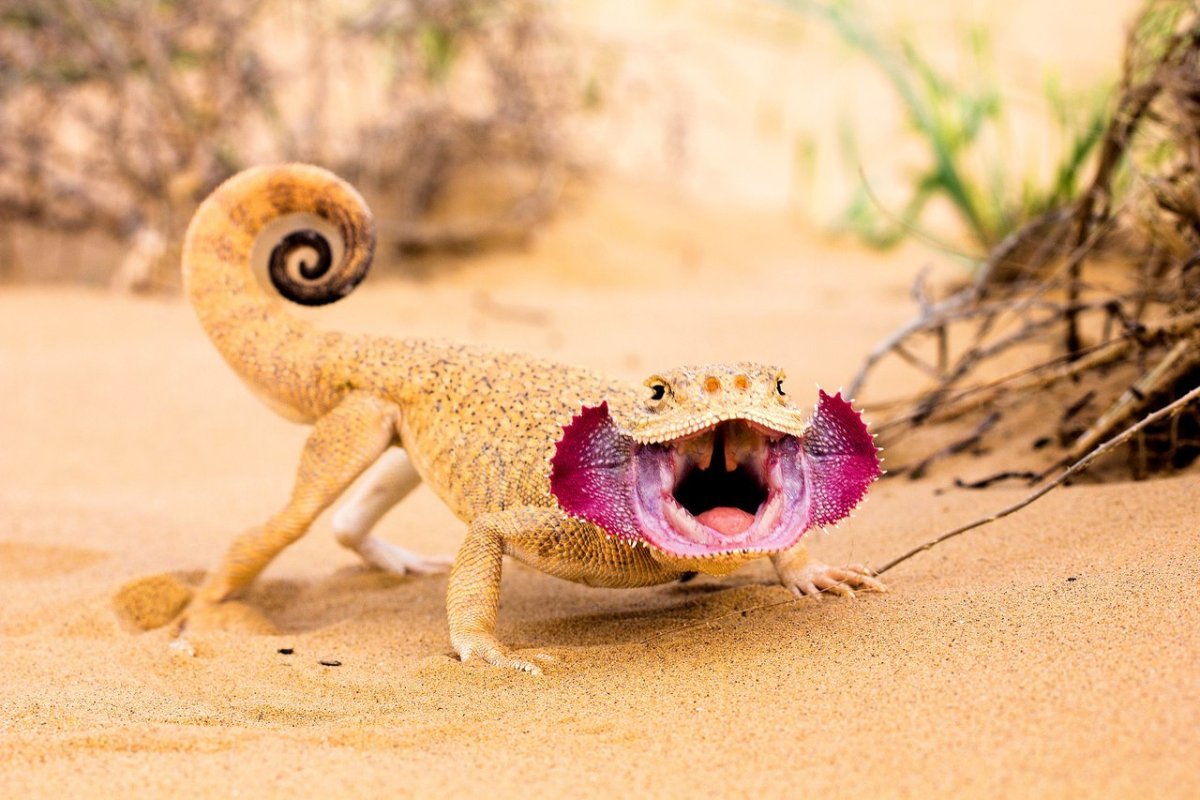 Ящерица ушастая круглоголовка