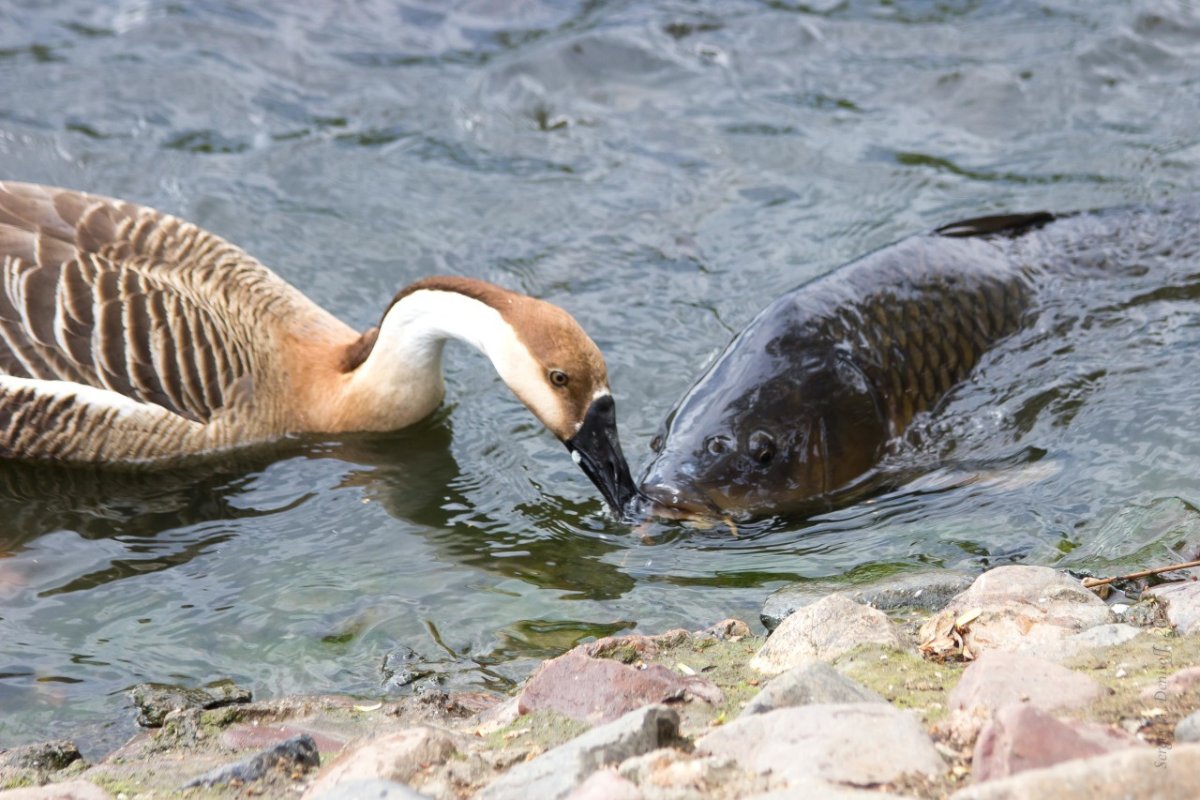 Озеро ханка животные