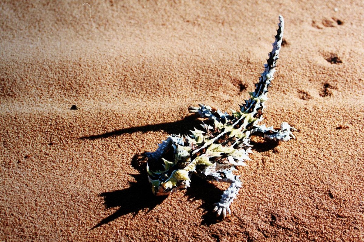 Намибийский Перепончатопалый геккон