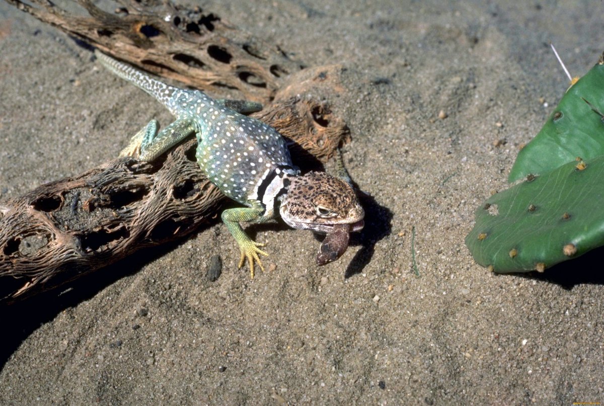 Ящерица Песчаная геккон