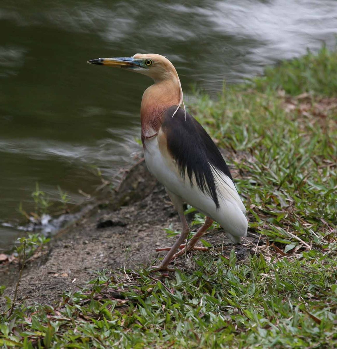 Птицы живущие на Озерах