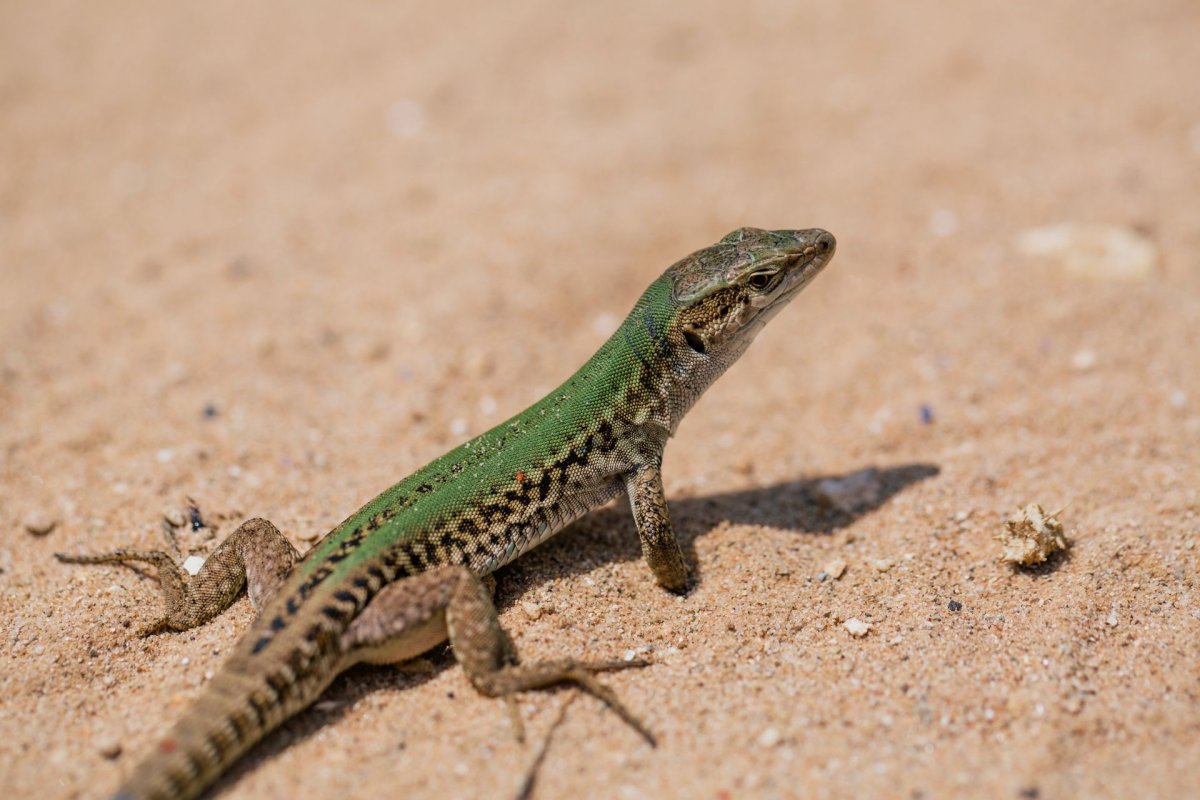 Обитатели пустыни ящерица