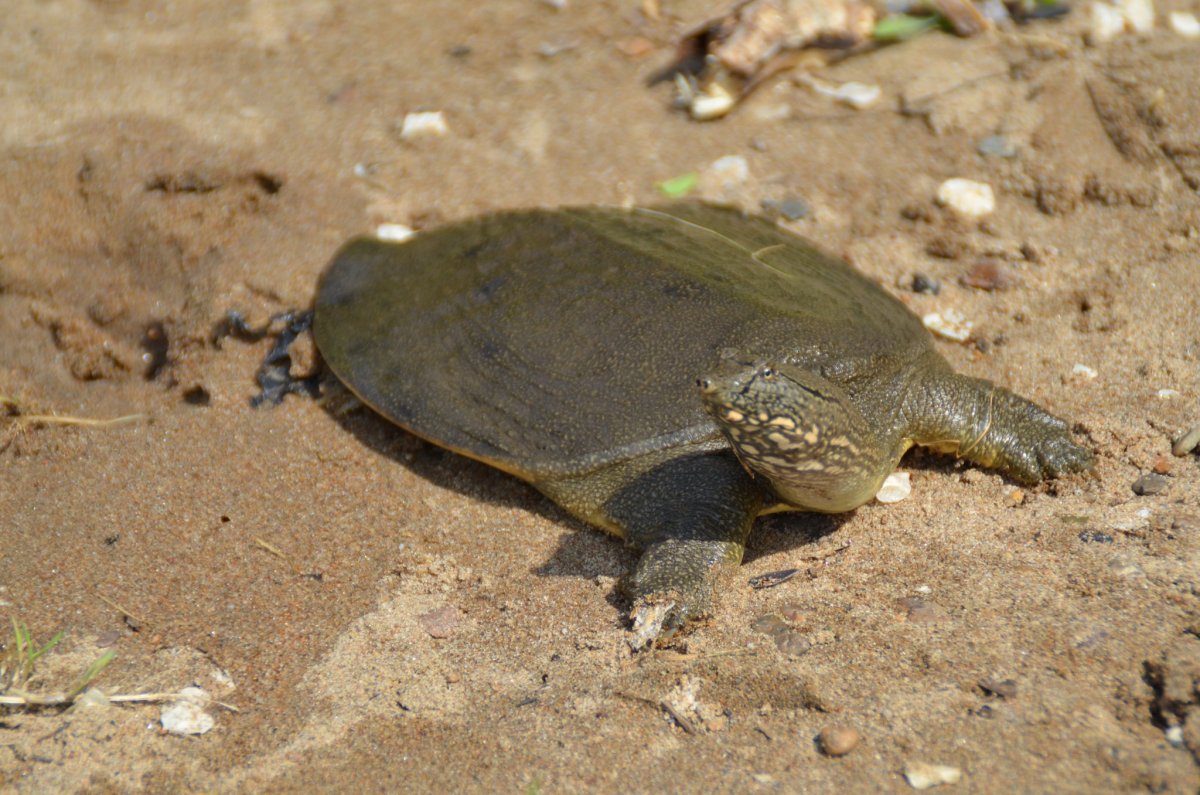 Белорыбица Нельма