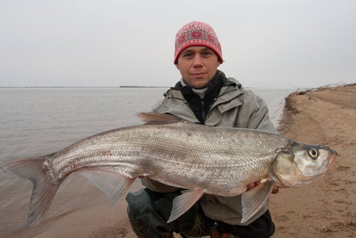 Байкальский омуль икрометание