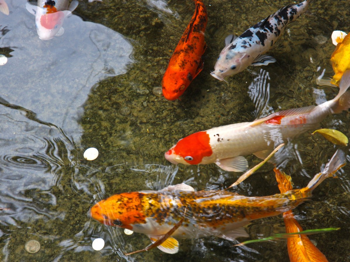 Астраханский заповедник щука