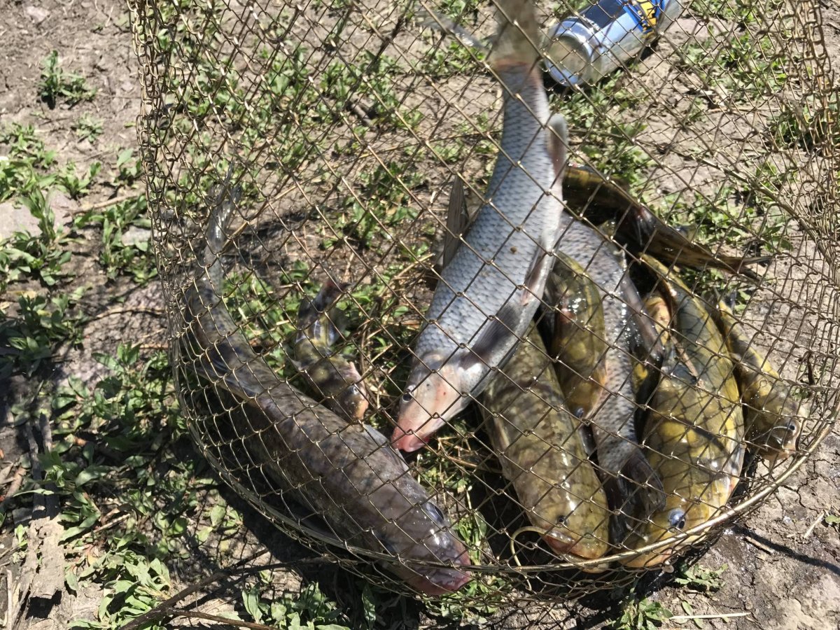 Обитатели рек и водоемов