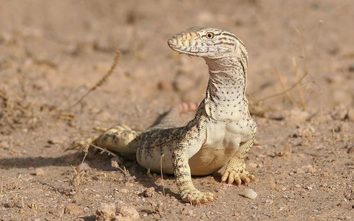 Ящерица эублефар розовая