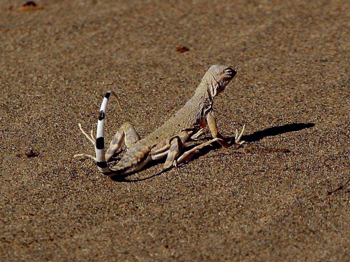 Песчаная прыткая ящерица