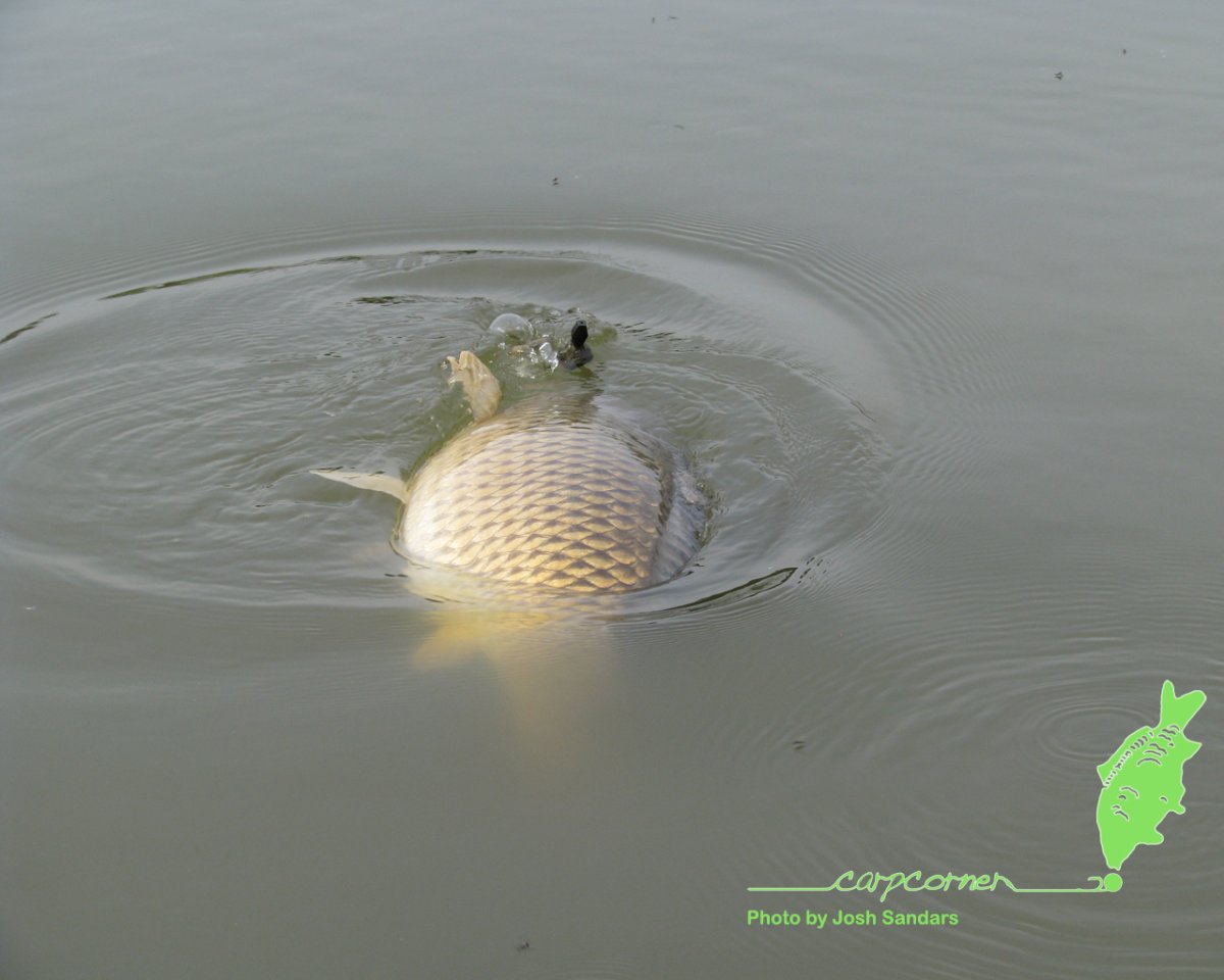 Приманки на верхогляда