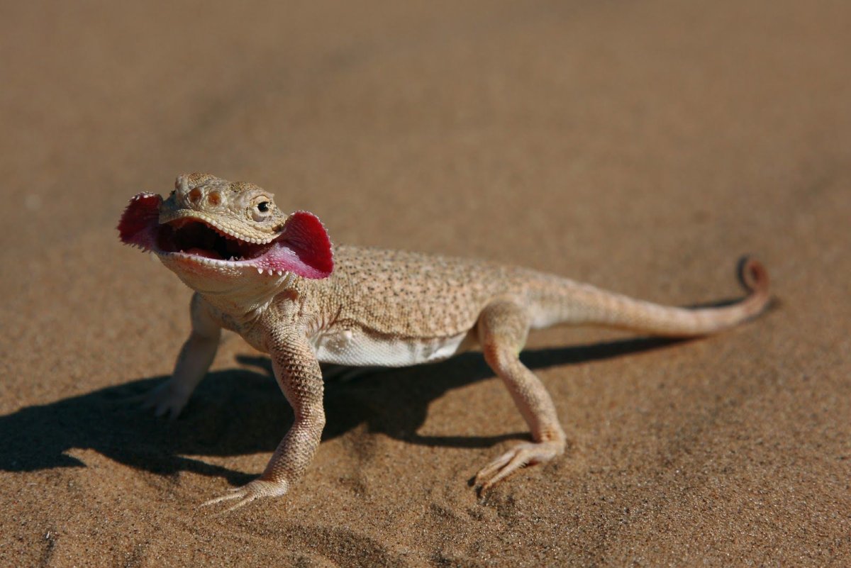 Агама круглоголовка