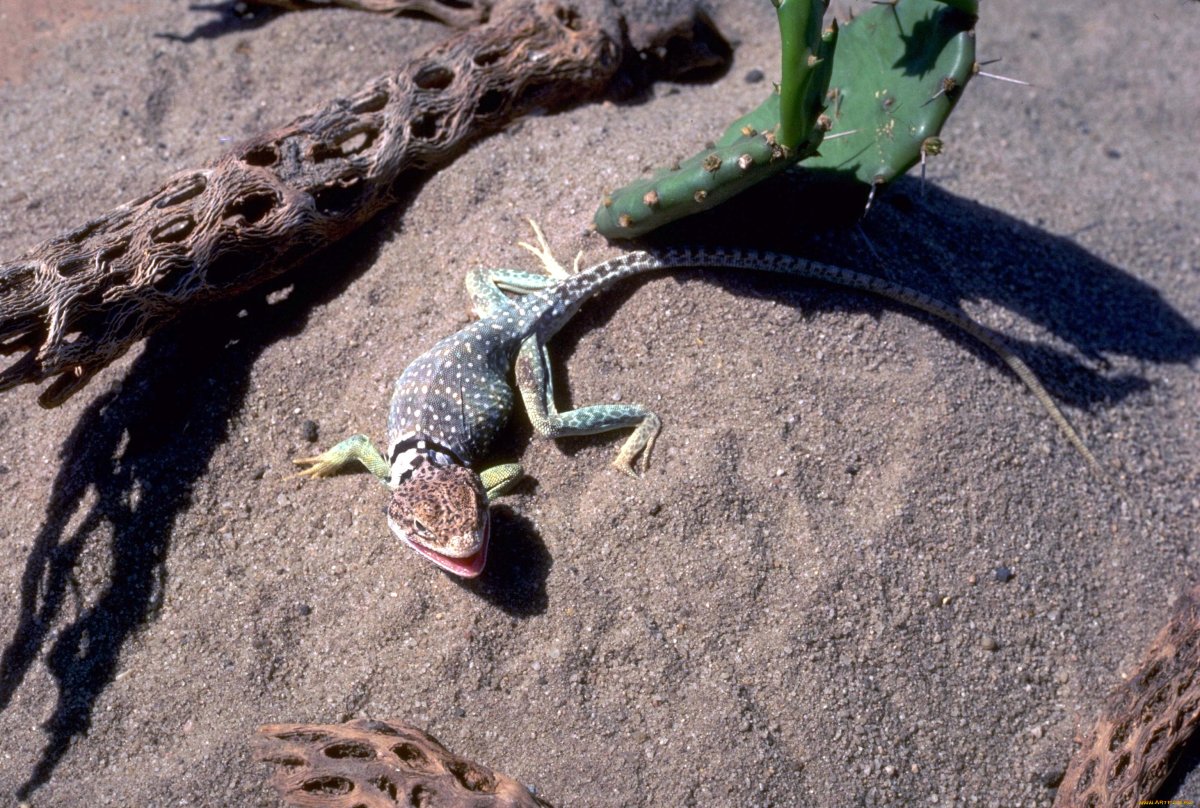 Геккон эублефар розовый