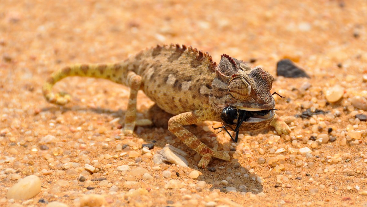 Thorny Devil