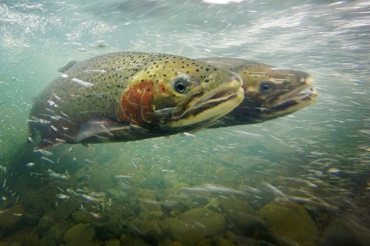 Какая рыба водится в реке Уилламетт?